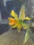 Isabel Wyatt Midnight Daffodil Original Painting, Signed For Sale - Image 10 of 12