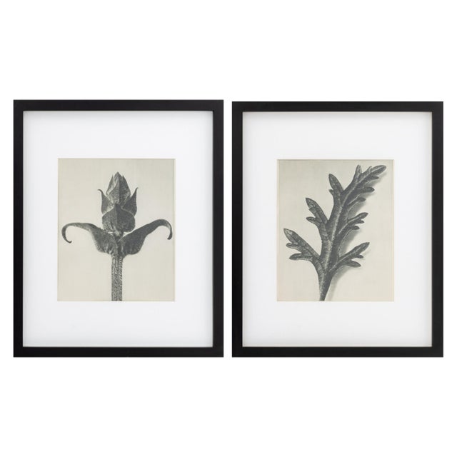 Karl Bossfeldt Urformen Der Kunst Photogravures, 9 For Sale - Image 11 of 16