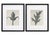 Karl Bossfeldt Urformen Der Kunst Photogravures, 9 For Sale - Image 11 of 16