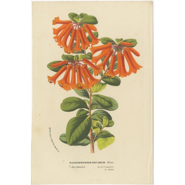 These illustrations, executed with precision and rich coloration, are fine examples of chromolithography, a technique...