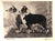 White "Portraits of Dogs" 1931 Cobb, Bert For Sale - Image 8 of 12