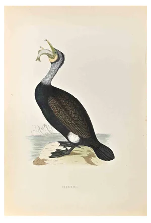 Alexander Francis Lydon, Cormorant, Woodcut Print, 1870