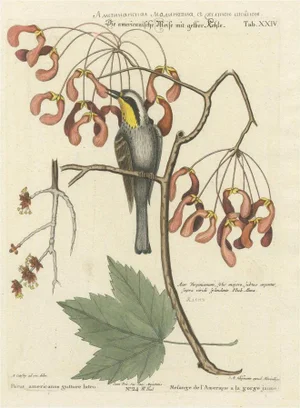 American Tit Bird with Yellow Throat, Paper
