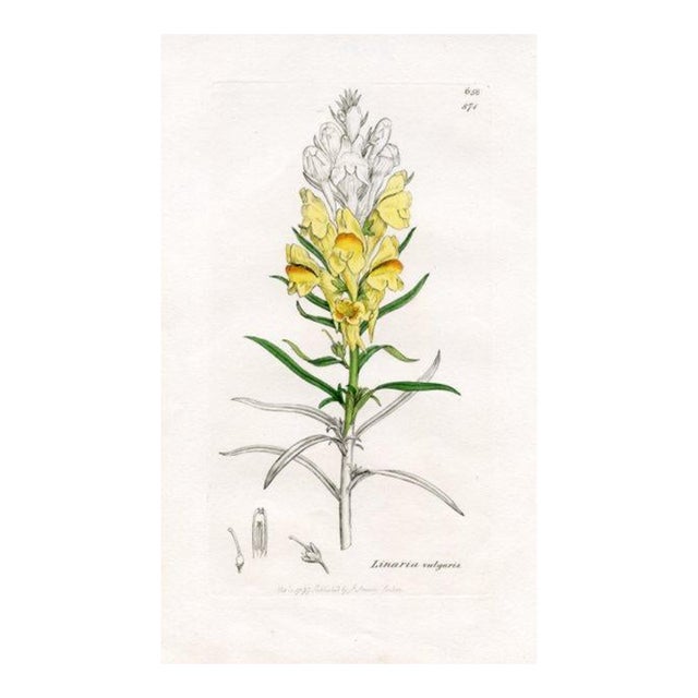 1840s, Yellow Toadflax Botanical Print by James Sowerby, Original Antique Botanical Engraving, England For Sale