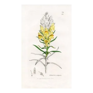 1840s, Yellow Toadflax Botanical Print by James Sowerby, Original Antique Botanical Engraving, England