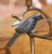 Verdigris Pair of Mid-Century Cast Iron Bird Branch Two-Light Candelabras For Sale - Image 8 of 10