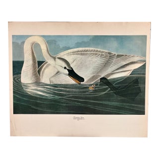 1964 Audubon Folio Lithograph Great Bird Paintings – “Trumpeter Swan” 14x17 For Sale