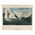 1964 Audubon Folio Lithograph Great Bird Paintings – “Trumpeter Swan” 14x17 For Sale