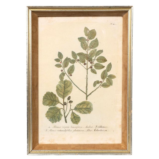 Set of Eight Framed Botanicals by J. Wilhelm Weinmann For Sale - Image 13 of 17