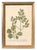 Set of Eight Framed Botanicals by J. Wilhelm Weinmann For Sale - Image 13 of 17