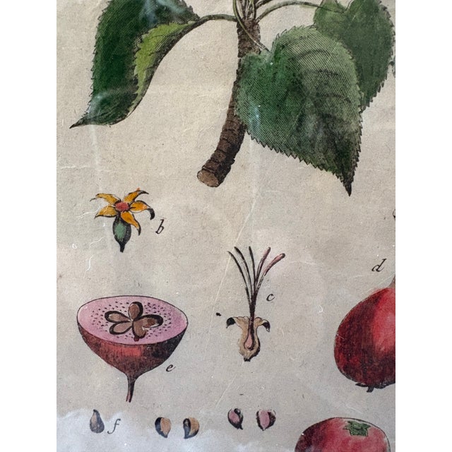 Pair of Hand Colored 19th C Engravings of Fruit For Sale - Image 11 of 18
