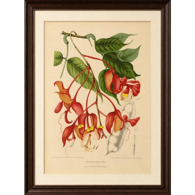 Title: original antique botanical chromolithograph of pride of burma, c. 1880 : a magnificent original antique botanical...