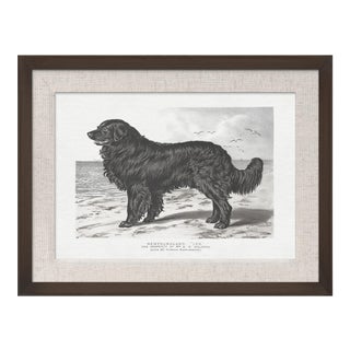 Cassell Dogs; Newfoundland, Framed Artwork For Sale