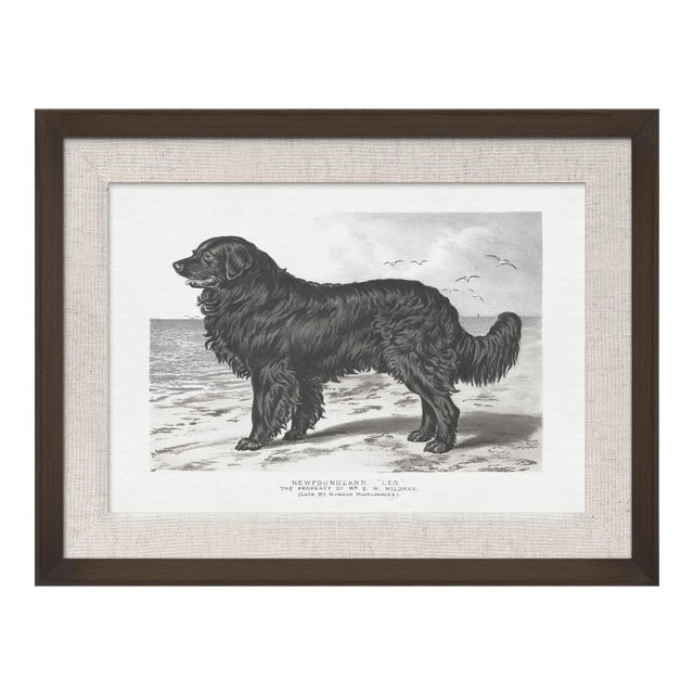 Cassell Dogs; Newfoundland, Framed Artwork For Sale