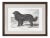 Cassell Dogs; Newfoundland, Framed Artwork For Sale