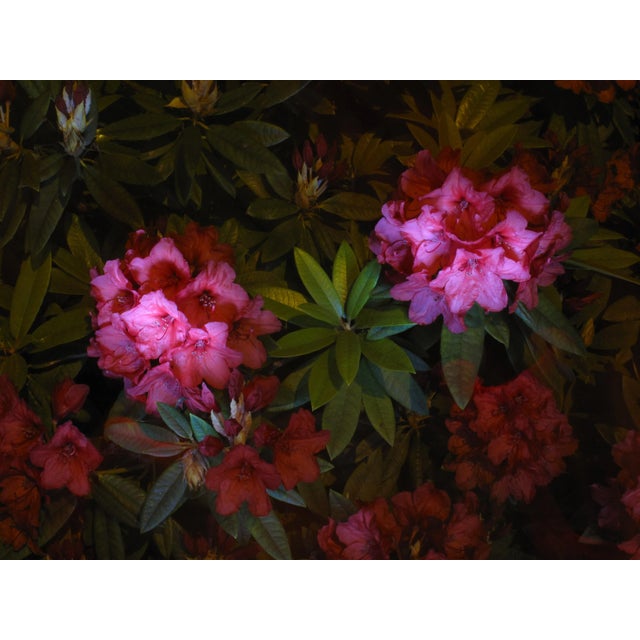 Contemporary Botanical Abstract Fine Art Photography Print For Sale