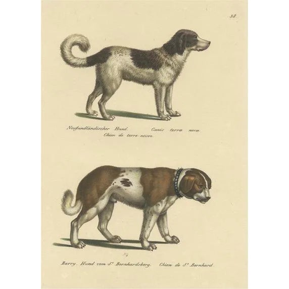 Schinz, Illustration of a Newfoundland and St. Bernard Dog, 1824, Hand Colored Print For Sale
