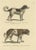 Schinz, Illustration of a Newfoundland and St. Bernard Dog, 1824, Hand Colored Print For Sale
