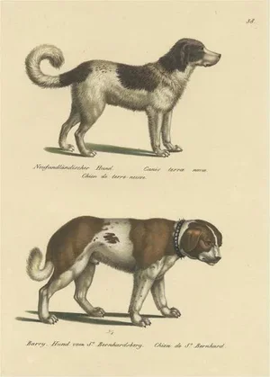 Schinz, Illustration of a Newfoundland and St. Bernard Dog, 1824, Hand Colored Print