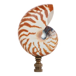 Tiger Seashell Lamp Finial on Bronze Hardware For Sale