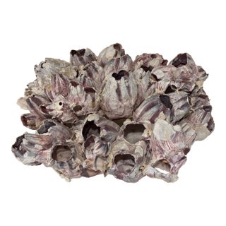 Large Natural Barnacle Cluster Specimen For Sale