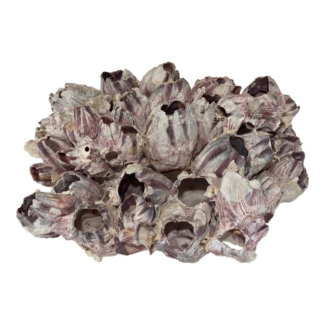 Large Natural Barnacle Cluster Specimen For Sale