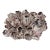 Large Natural Barnacle Cluster Specimen For Sale