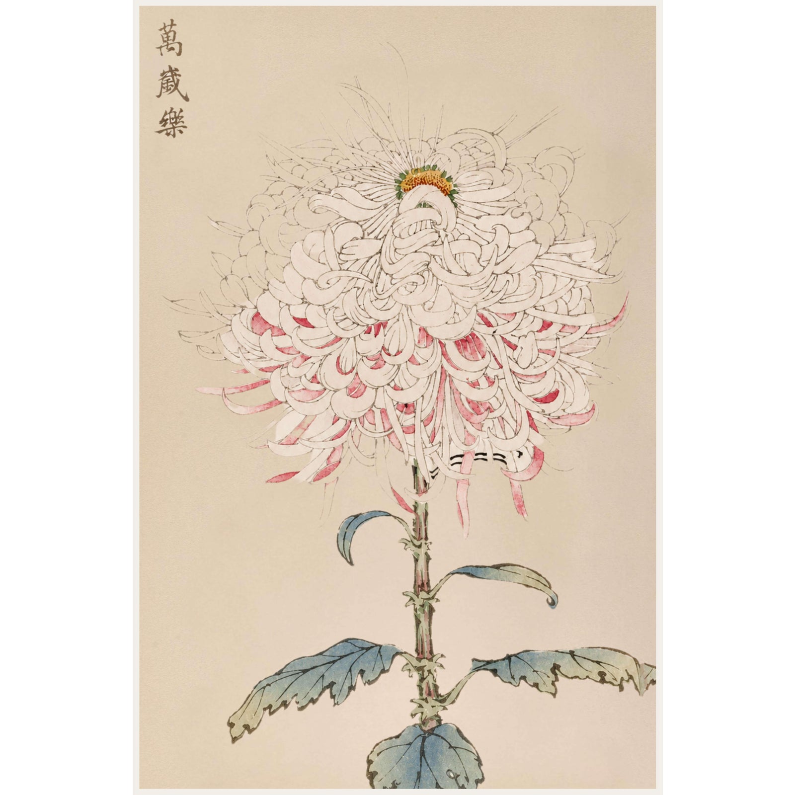 White Mum by Hasegawa, Vintage Japanese Botanical Art Print, 16" X 24