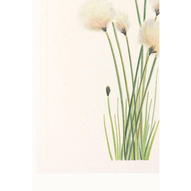 Hare's-Tail Cottongrass, Vintage Botanical Art Print by Mary Vaux Walcott, 40" X 60" For Sale - Image 9 of 10