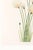 Hare's-Tail Cottongrass, Vintage Botanical Art Print by Mary Vaux Walcott, 40" X 60" For Sale - Image 9 of 10