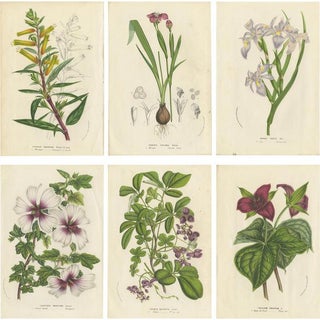 Louis van Houtte, Botany Illustrations of Cuphea, Tigridia, Moraea, Tree Mallow, Prints, Set of 6 For Sale
