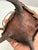 Handcrafted Nubian/Egyptian Leather Kohl Eyeliner Jar With Cowrie Shells For Sale - Image 10 of 12