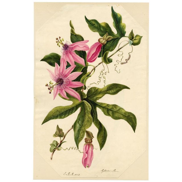 E.B.R. Passion Flower (Passiflora), 1800s, Paper For Sale - Image 3 of 7