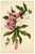 E.B.R. Passion Flower (Passiflora), 1800s, Paper For Sale - Image 3 of 7