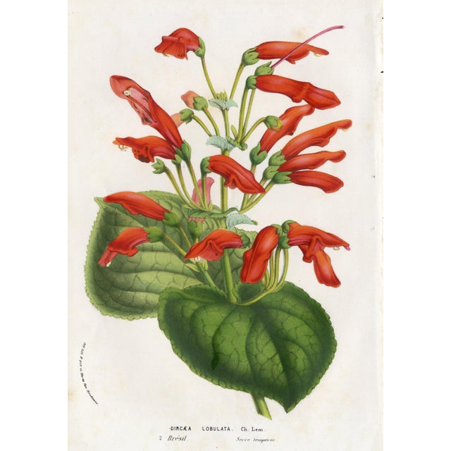 14 Van Houtte Botanicals! Hand Color c.1853 Set A For Sale - Image 4 of 15