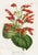 14 Van Houtte Botanicals! Hand Color c.1853 Set A For Sale - Image 4 of 15