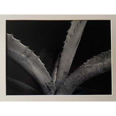 Late 20th Century Michael Johnson Botanicals Photography Portfolio 1979 - Set of 8 For Sale - Image 11 of 12