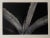 Late 20th Century Michael Johnson Botanicals Photography Portfolio 1979 - Set of 8 For Sale - Image 11 of 12