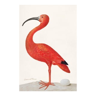 Scarlet Ibis With an Egg by Maria Sibylla Merian, Vintage Art Print Reproduction, 24" × 36" For Sale