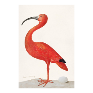 Scarlet Ibis With an Egg by Maria Sibylla Merian, Vintage Art Print Reproduction, 24" × 36"