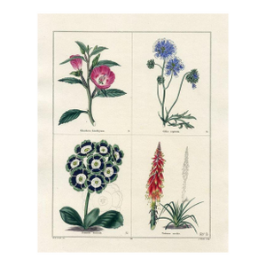 1829, Primrose Botanical Print, the Botanic Garden, Original Antique Botanical Print, Engraving, Hand Colored, England
