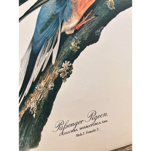 American 1964 Audubon Folio Lithograph Great Bird Paintings – “Passenger Pigeon” 17x14 For Sale - Image 3 of 8