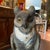 Mid 20th Century Paper Mache Great Horned Owl Decoy Statue For Sale - Image 4 of 7
