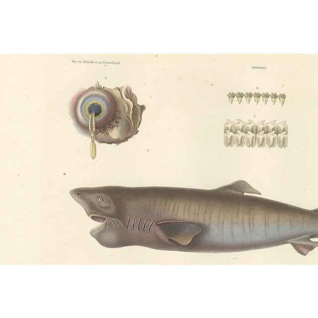 Langlumé, Greenland Shark with Detail Views, 1840s, Print For Sale - Image 4 of 10