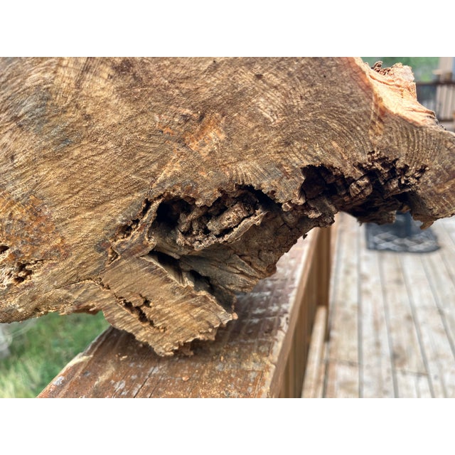 Contemporary Ancient 1854 Big Burn Ghost Forest Large Sculptural Root Burl Spire. 450 Years Old! For Sale - Image 3 of 6