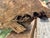 Contemporary Ancient 1854 Big Burn Ghost Forest Large Sculptural Root Burl Spire. 450 Years Old! For Sale - Image 3 of 6