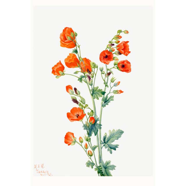 Scarlet Globe Mallow, Vintage Botanical Art Print Reproduction by Mary Vaux Walcott, 24″ × 36″ For Sale