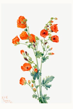Scarlet Globe Mallow, Vintage Botanical Art Print Reproduction by Mary Vaux Walcott, 24″ × 36″