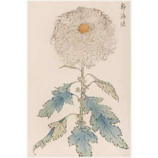 White Pompon Mum by Hasegawa, Vintage Japanese Botanical Art Print, 24" X 36" For Sale
