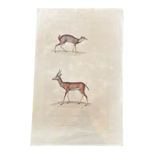 French Antique 18th Century "Antilope" Engraving Hand Colored Artwork